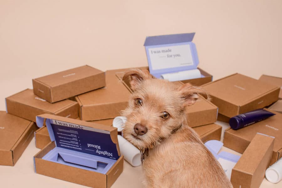 Österreich: Dropshipping: Ein Hund vor mehreren Paketen